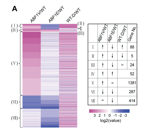 rna测序|转录组测序|RNA-seq差异表达分析热图