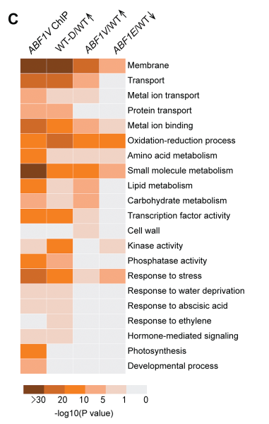 高通量测序|转录组测序|聚类分析图|RNA-seq和ChIP-seq聚类分析图