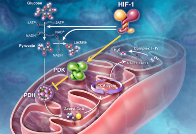 动物线粒体全基因组测序图