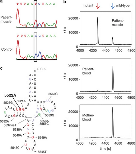 动物线粒体全基因组测序之mtDNA 突变分析