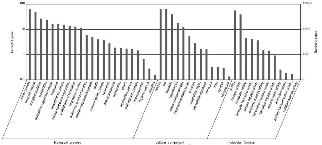 鳜鱼转录组测序GO基因功能注释柱状图