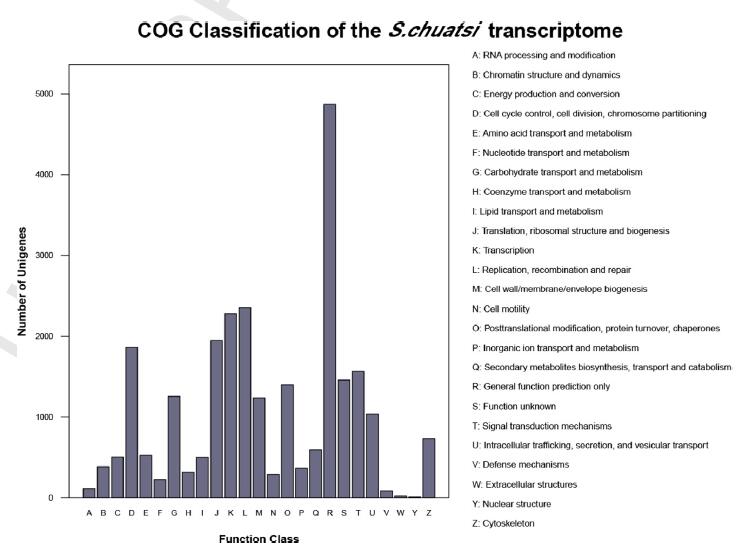 鳜鱼转录组测序COG基因功能注释柱状图