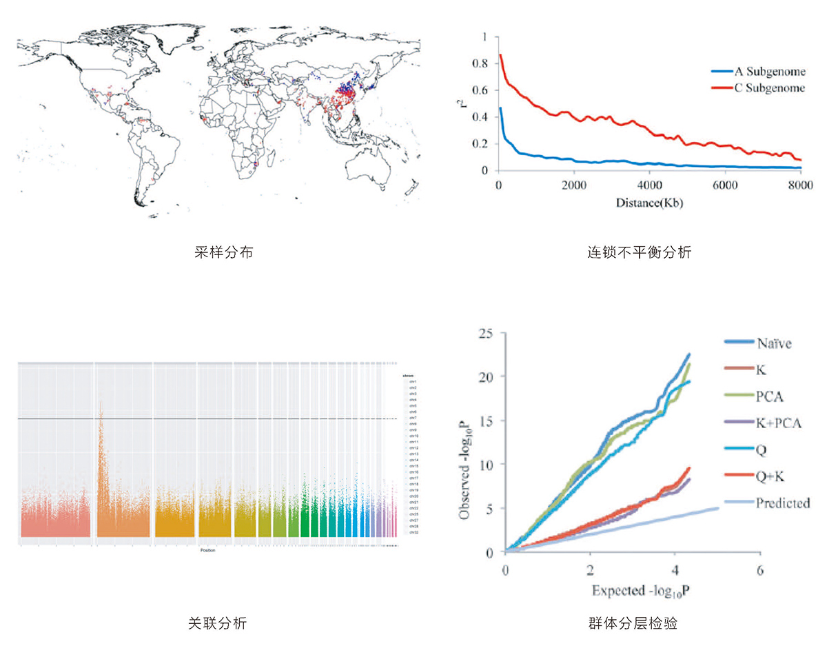 全基因组关联结果展示.jpg