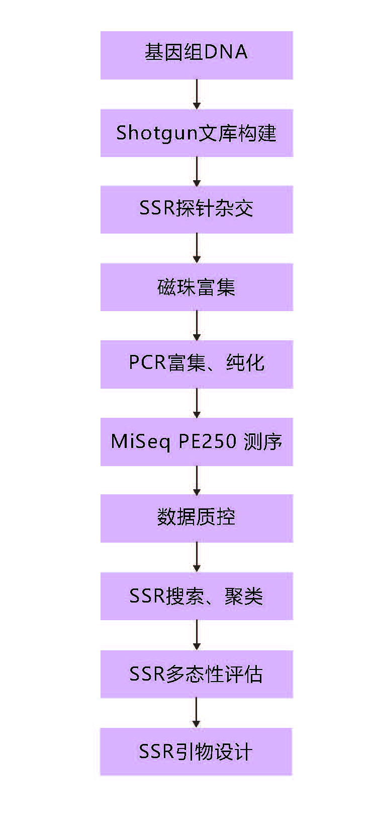 SSR分子标记开发技术路线.jpg