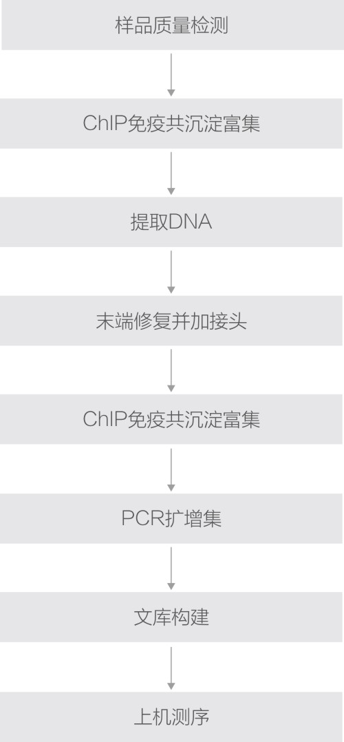 ChIP技术路线.jpg