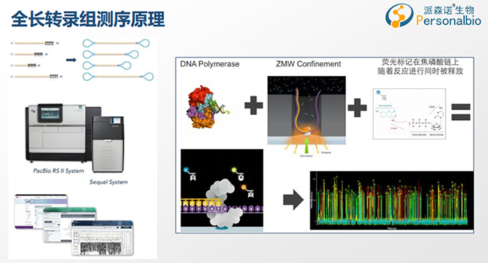 全长转录组测序原理1.png