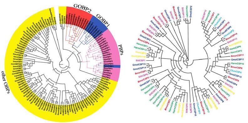 梨小食心虫转录组测序之OBP及CSP基因系统发生树构建图