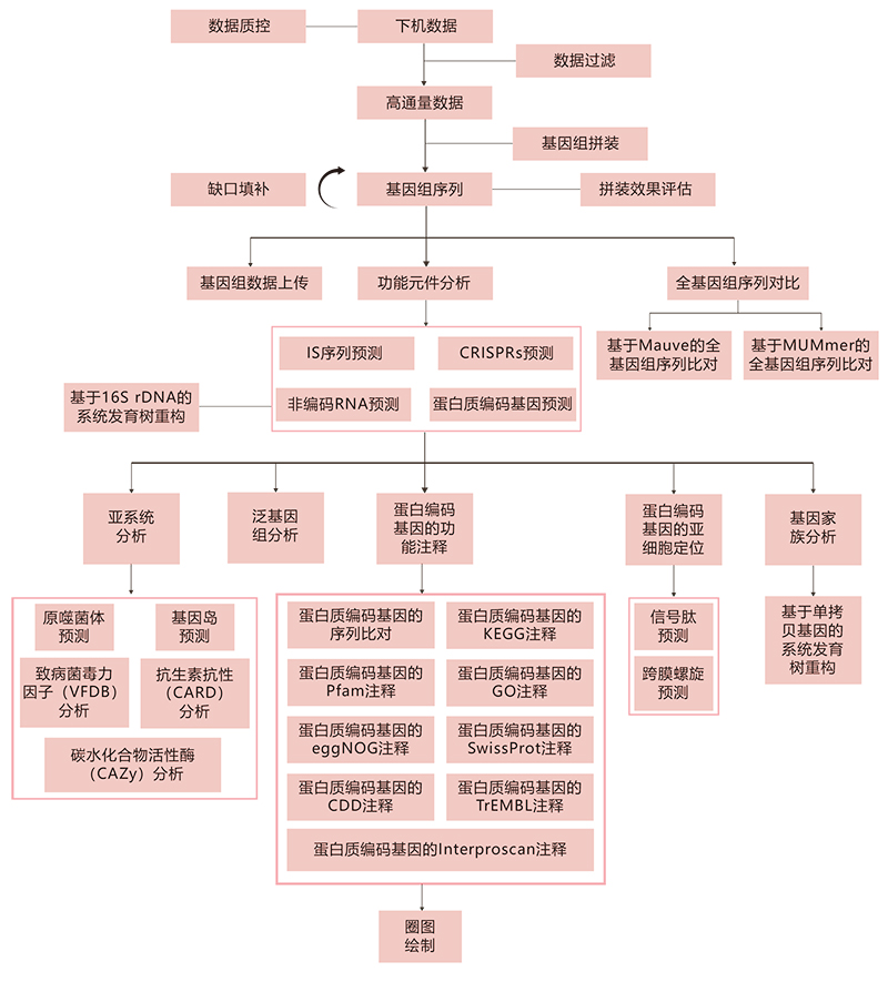 细菌基因组技术路线.jpg