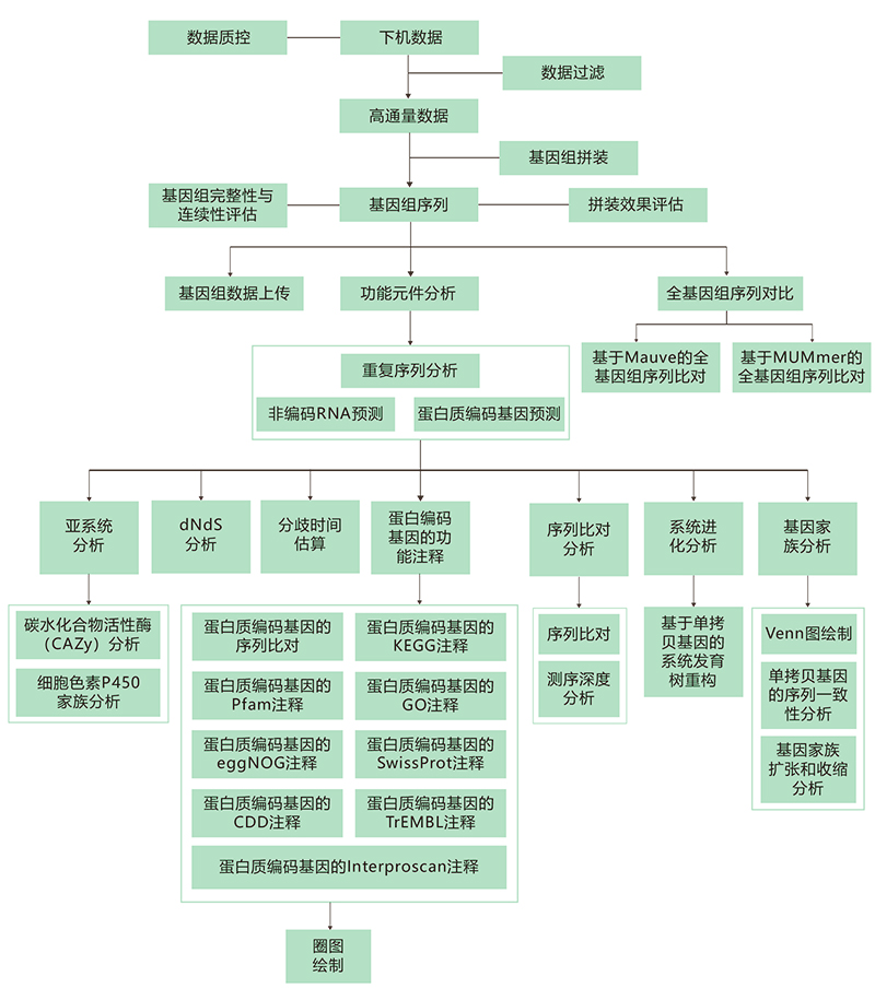 真菌基因技术路线.jpg