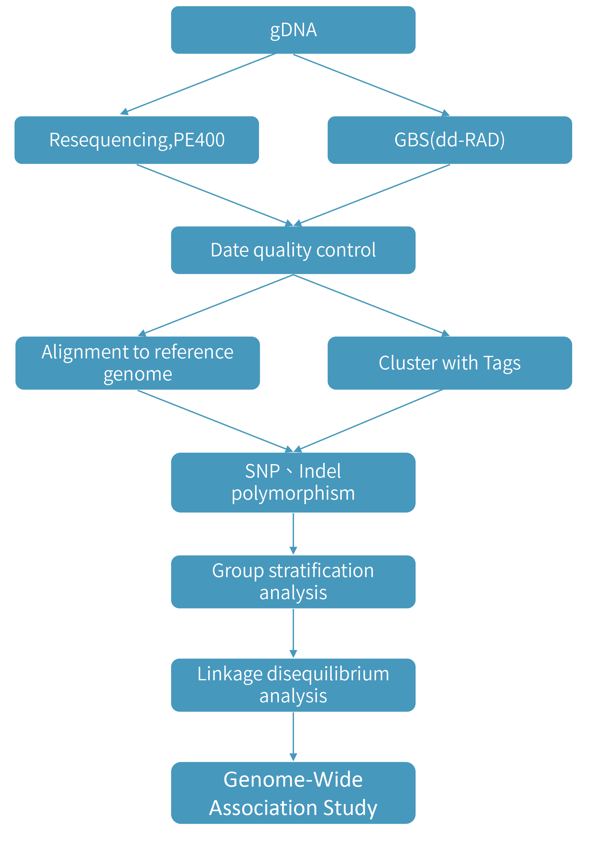 Genome-Wide Association Study组技术路线.png