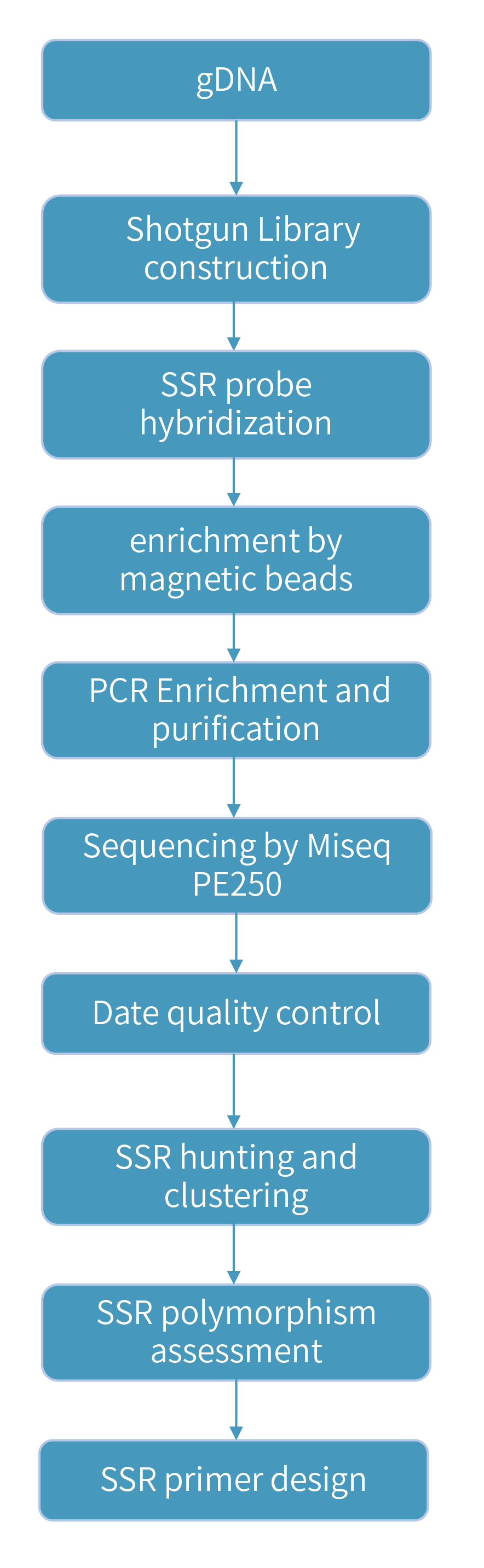 SSR markers Development技术路线.png