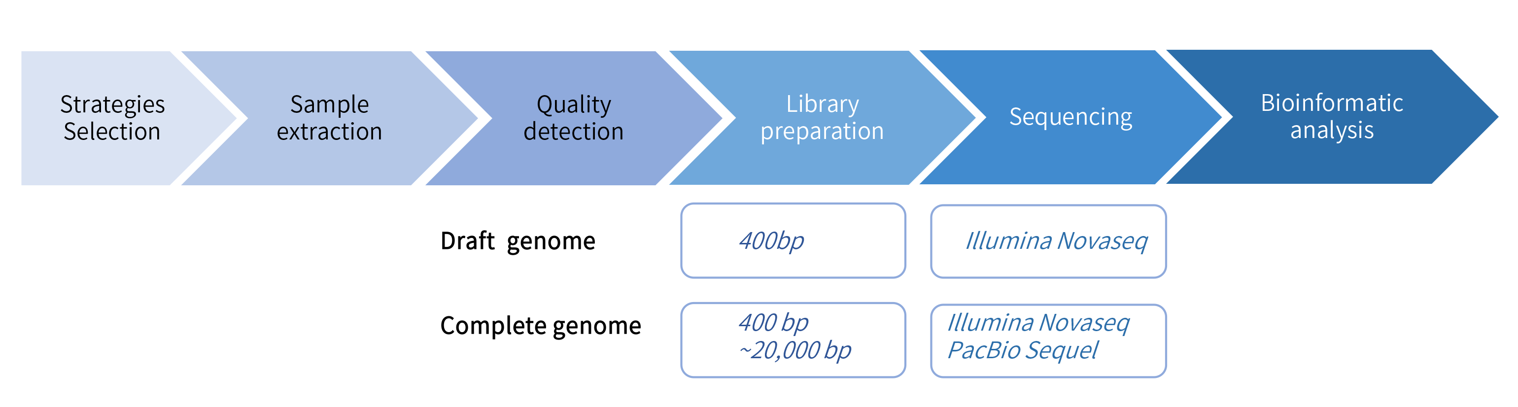 Bacteria de novo sequencing-项目流程.png