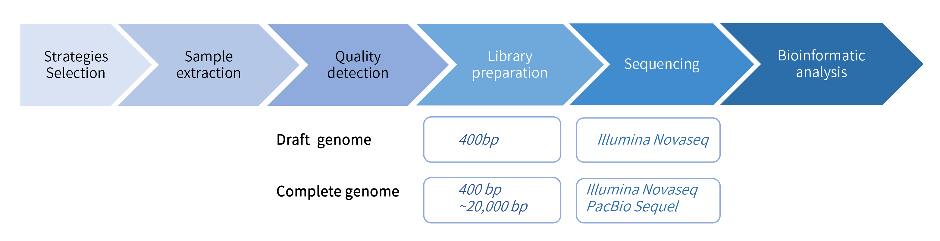 Fungus de novo sequencing-项目流程.png