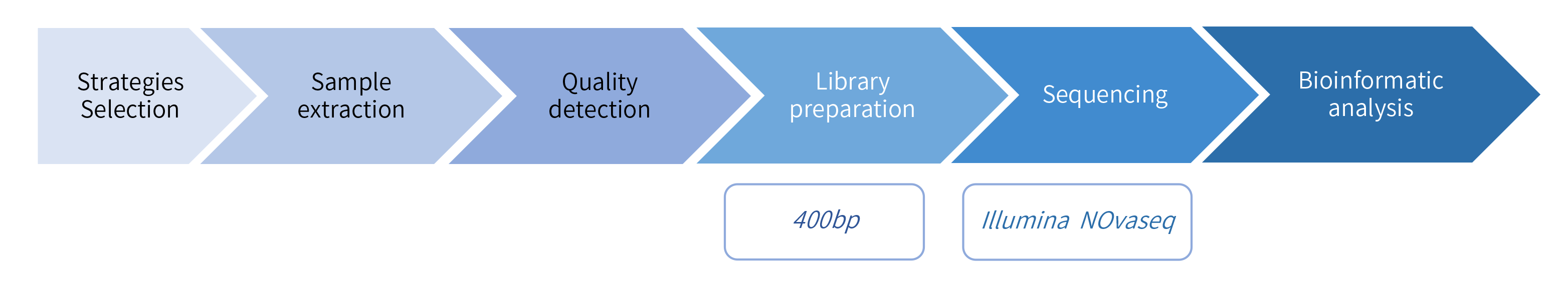 Mitochondrion chloroplast sequencing-项目流程.png