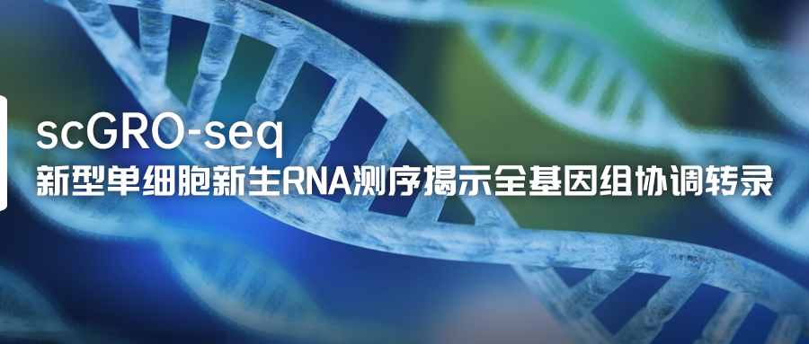 新型单细胞新生RNA测序揭示全基因组协调转录-(1).jpg