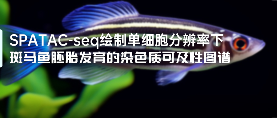 斑马鱼胚胎发育的染色质可及性图谱-.jpg
