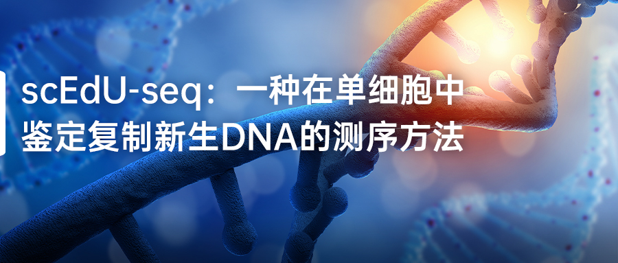 scEdU-seq：一种在单细胞中鉴定复制新生DNA的测序方法-(1).jpg