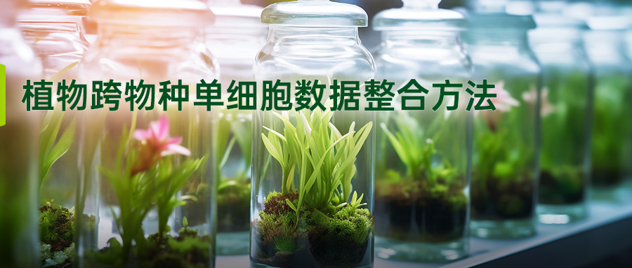 植物跨物种单细胞数据整合方法-(1).jpg