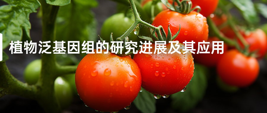 植物泛基因组的研究进展及其应用-(1).jpg